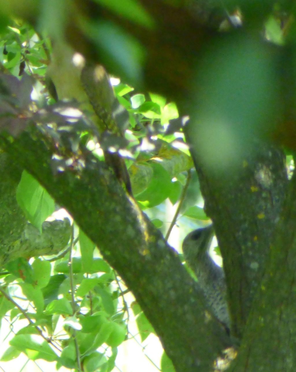 Picchio verde giovane.